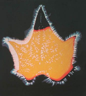 Phantom_leaf_effect_01 Phantom_leaf_effect_01